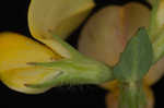 Bird's-foot trefoil